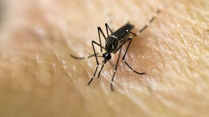 El mosquito Aedes aegypti, transmisor del dengue