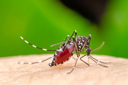 El mosquito Aedes Aegypti, transmisor del virus de la fiebre amarilla y también del dengue.