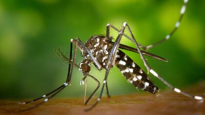 El mosquito Aedes aegypti, transmisor del virus del dengue