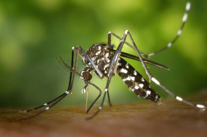 El mosquito Aedes aegypti, transmisor del virus del dengue.