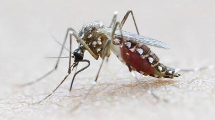 El mosquito Aedes Aegypti, transmisor del zika entre otras enfermedades