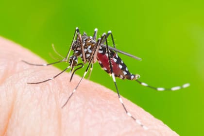 El mosquito Aedes aegypti transmite el dengue