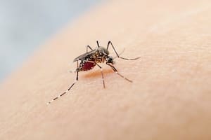 Baja el reporte de nuevas infecciones de dengue, excepto en dos distritos