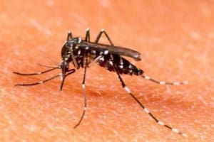 El barrio que se convirtió en el mayor foco del brote de dengue en la ciudad