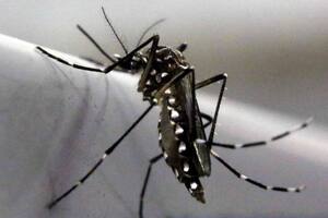 Ya se registran brotes de dengue en 12 municipios de la provincia