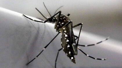 El mosquito Aedes aegyptie es el vector transmisor del zika, dengue y chikungunya