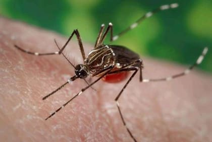 El mosquito Aedes aeigpty se caracteriza por manchas blancas en sus patas y lomo