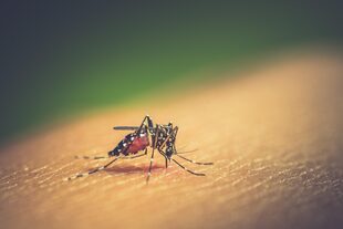 El mosquito aedes agypti, el transmisor de enfermedades como dengue y chikungunya   