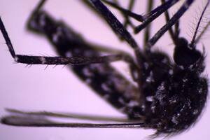 Aedes vittatus: por qué causa alarma la llegada de este mosquito a América