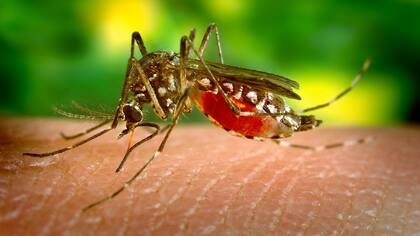 El mosquito transmisor del zika