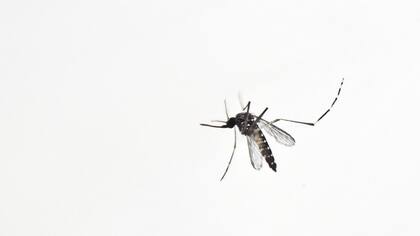 El mosquito que transmite el zika