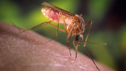 El mosquito, una molestia con día frios de otoño