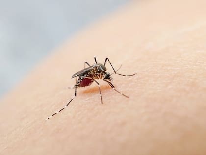 El mosquito vector del dengue se encuentra en zonas urbanas y no rurales 