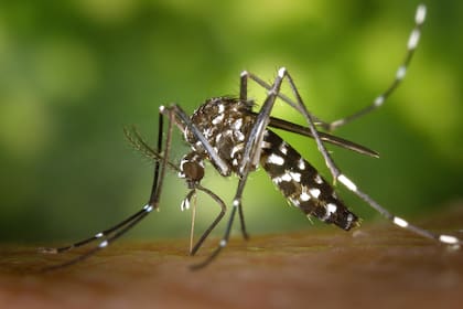 El mosquitos pica tobillos puede ser portador de dengue, Zika y fiebre amarilla