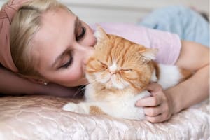 El motivo de que los gatos se froten contra sus humanos de mayor confianza