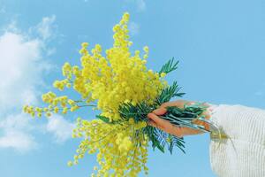 El motivo por el cual se regalan flores amarillas un día puntual de septiembre (Foto: PEXELS)