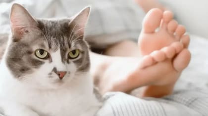 El motivo por el que los gatos se acercan a los pies de sus dueños