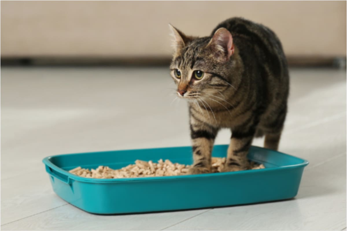 Por qué los gatos corren tras usar su bandeja sanitaria