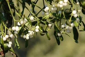 El muérdago es una planta parásita que se encuentra principalmente en Europa y generalmente crece sobre otros tipos de árboles (Foto: PEXELS)
