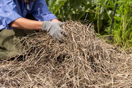 El mulch orgánico protege la humedad, regula la temperatura del sustrato y favorece la vida microbiana