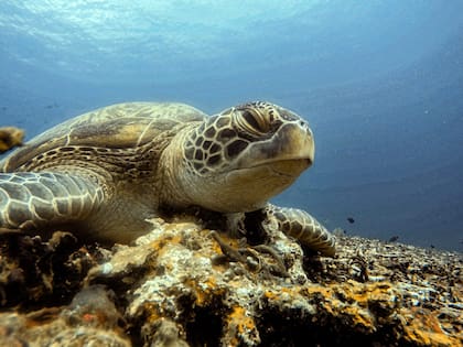 "El mundo marino genera paz, tranquilidad, libera el estrés y la ansiedad", Francisco Augier, instructor certificado de buceo