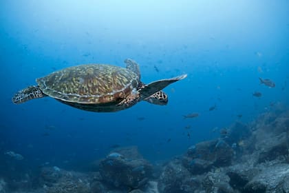 El mundo submarino de las Islas Galápagos. Los ambientalistas temen los efectos de la instalación de una base militar