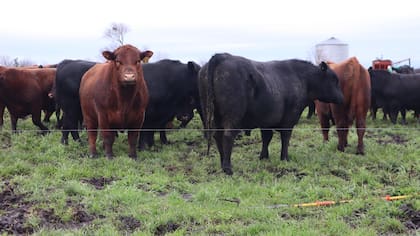 “El mundo va a pedir carne y la va a pagar muy bien, por lo que espero muy buenos años para el precio de la ganadería”, adelanta