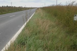 Un municipio bonaerense licita la siembra de banquinas y busca generar fondos