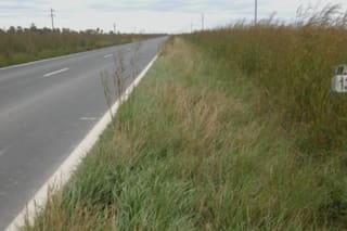 Un municipio bonaerense licita la siembra de banquinas y busca generar fondos