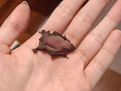 El murciélago bebé cayó del tejado de la casa de la protagonista de la historia