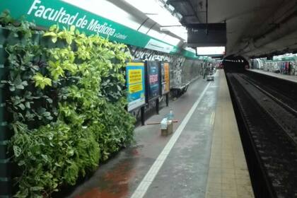 El muro verde que puso Arredo en Facultad de Medicina