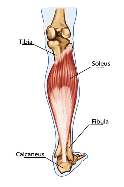 El músculo sóleo (musculus soleus) es un músculo ancho y grueso, situado en la cara posterior de la pierna, debajo y por detrás de los gemelos.