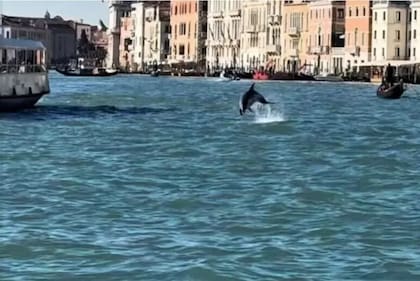 El Museo de Historia Natural de Venecia lanzó un comunicado en donde pide no acercarse al animal con los barcos