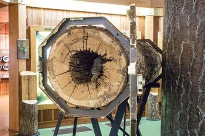 El museo de Southern Forest World conserva al perro en el interior del tronco