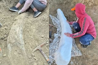 Encontraron un fósil de la Era del Hielo de más de 100.000 años cerca de Miramar