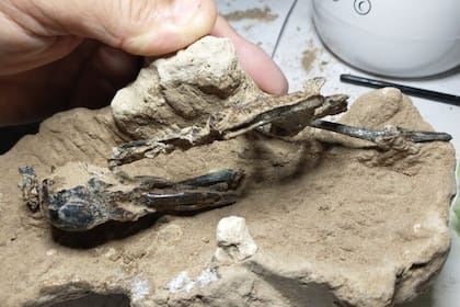 El Museo Paleontológico de San Pedro informó el hallazgo del pájaro carpintero fósil más completo de Sudamérica. Fuente: Telam