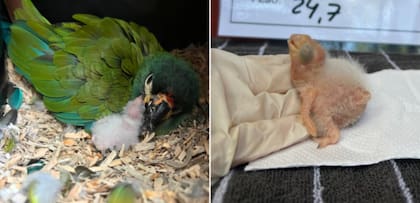 El nacimiento de este ejemplar lleva esperanza a toda la especie (Foto: Carlos García López)