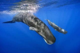 Registraron el primer nacimiento de un cachalote con parto asistido por animales de su propia especie