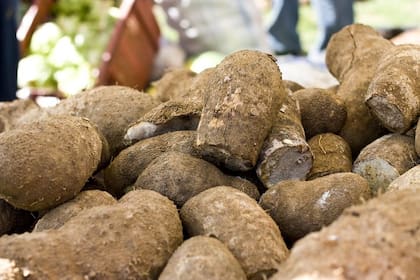 El ñame (batata), un verdadero aliado natural