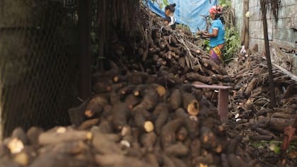 El ñame, un producto parecido a la yuca, es uno de los principales cultivos del Darién.