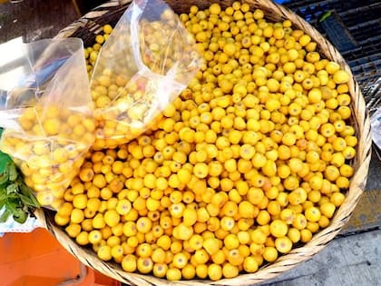 El nanche pertenece a la especieByrsonima crassifoliay su rbol puede alcanzar una altura de entre 9-20 metros