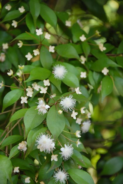 El ñangapirí es un árbol de tamaño mediano a grande que produce flores pequeñas, blancas y con un delicado aroma.