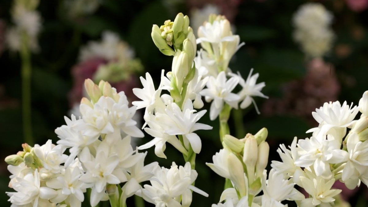Tuberosa, a flor proibida: concentra o perfume de mil flores em sua sensual alma vintage