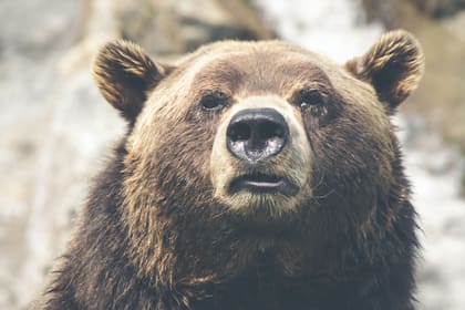 El National Park Service tiene algunas recomendaciones importantes para actuar en caso de avistar a algún oso