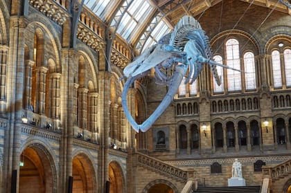 El Natural History Museum de Londres fue en 2025 el museo más visitado de todo el Reino Unido