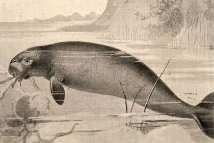 El naturalista alemán George Steller naufragó en la isla de Bering, ubicada al noreste de Rusia, en 1741 y observó a esta maravillosa criatura antes de que la cazaran hasta la extinción