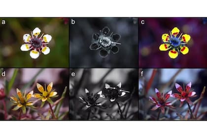 El néctar de estas flores es invisible al ojo humano. Sin embargo, aparece como una señal en luz- K