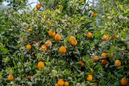 El néctar de la flor de naranjo dulce atrae a picaflores y otros polinizadores