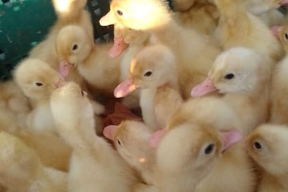 El negocio de Cristian Coronel está en La Plata, provincia de Buenos Aires