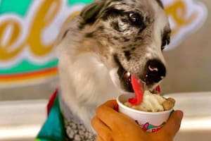 La heladería que vende helados para perros que es furor en TikTok